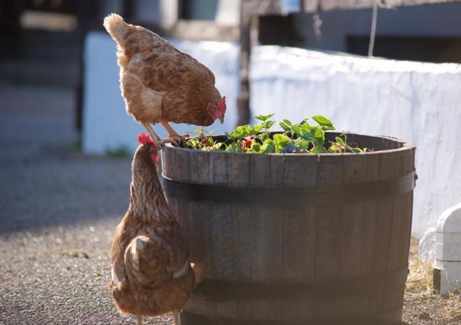 Rosefinch Sleeps 2 Persons-Private Hot Tub-Tranquil Holiday Away From It All Yet Not Far From St Austell- The Holiday Home Has One Bedroom, Living And Dining Area, Equipped Kitchen-Decking-Outdoor Furniture-Fishing Lakes-Non Pet Unit Exterior foto